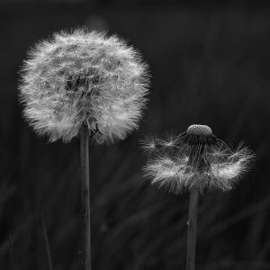 Filigrane Fliegerchen......Ursula Kuklinski